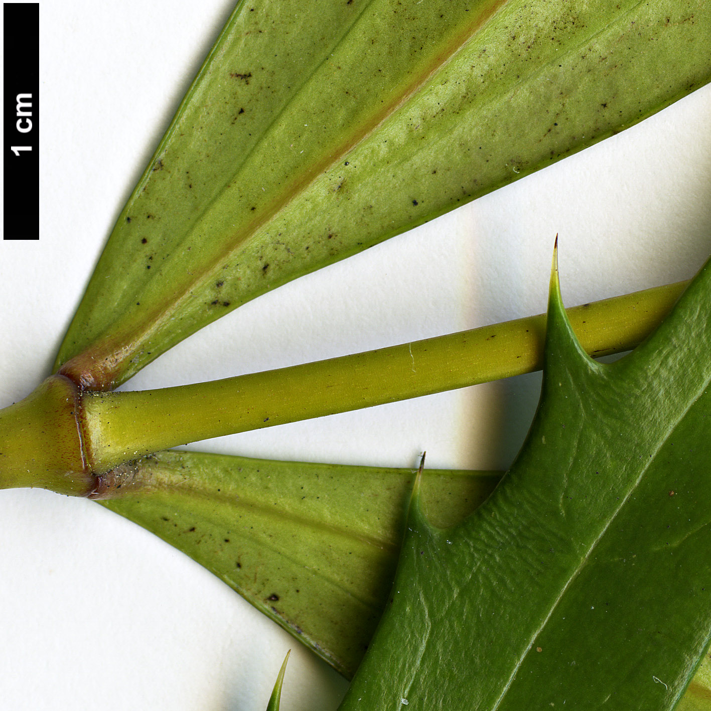 High resolution image: Family: Berberidaceae - Genus: Mahonia - Taxon: eurybracteata - SpeciesSub: subsp. ganpinensis 'Chalingba'